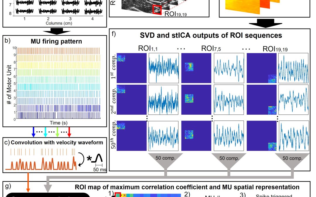 Physical and electrophysiological motor unit characteristics are revealed with simultaneous high-density electromyography and ultrafast ultrasound imaging